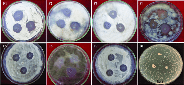 Antagonistic effect of Bacillus Amyloliquefaciens.png