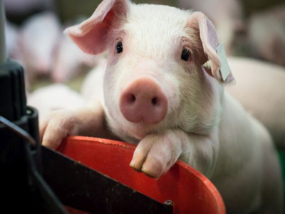 Piggery farm wastewater treatment