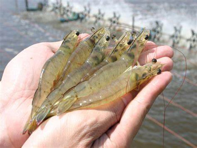 Ecological Aquaculture