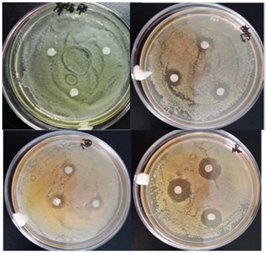 Antibiotic resistance research 2.png