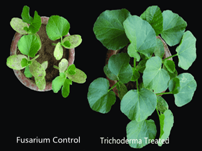 Trianum Shield on cucumber seedling.png