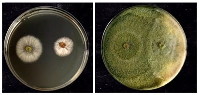 Trichoderma against Rhizoctonia 1-4 days.jpg