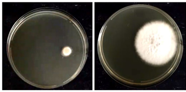 Fusarium control 1-4 days.jpg