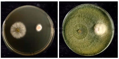 Trichoder against fusarium 1-4 days.jpg