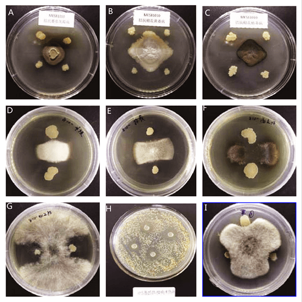 Antagonistic activity of Bacillus Subtilus.png